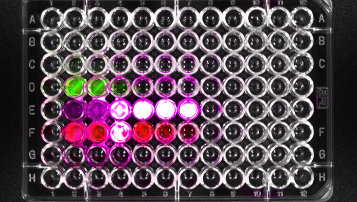 Fluorescence In Vivo Image