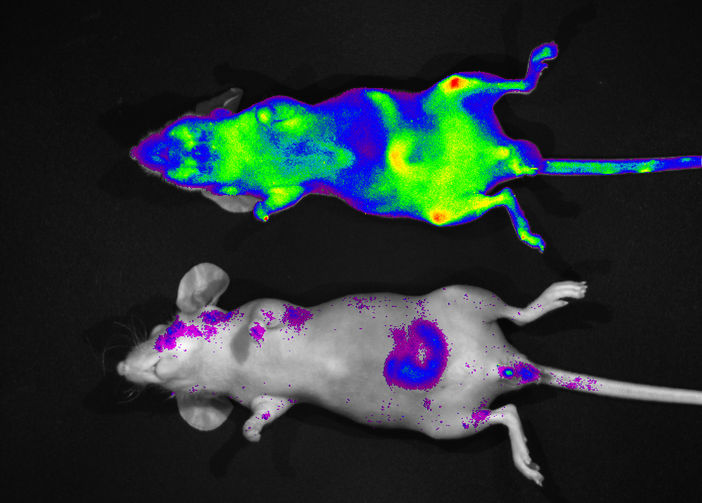 Fluorescence In Vivo Imaging