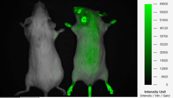 Fluorescence In Vivo Image