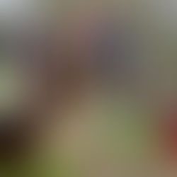 December 2025 Online Horse Showing Results | Winners & Results