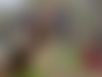 December 2025 Online Horse Showing Results | Winners & Results