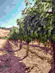 Sonoma Grape Girl, Audra Tavelli, alexander valley, experience alexander valley, sonoma county, sonoma county wine event, healdsburg event, healdsburg wine event, sonoma county blogger, alexander valley wine tasting, alexander valley wineries