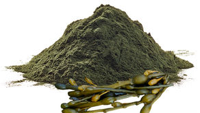 The Ascophyllum, a very useful seaweed for our furry friends