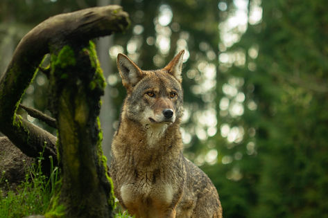 SilosAvery_23_American_Red_Wolf_Willow_05.jpg
