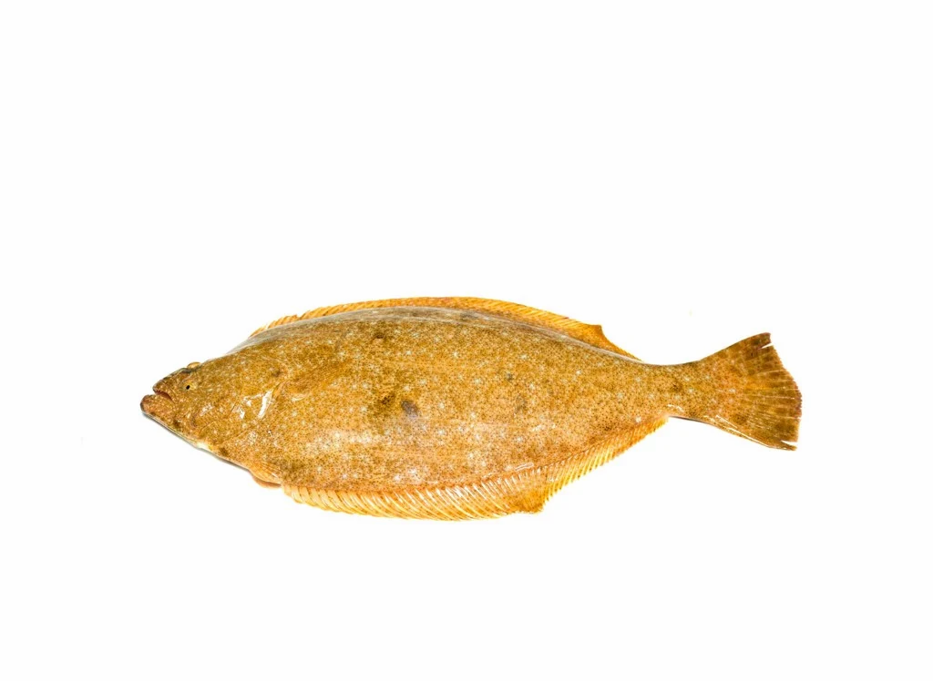 Cá bơn Hàn Quốc (kg)