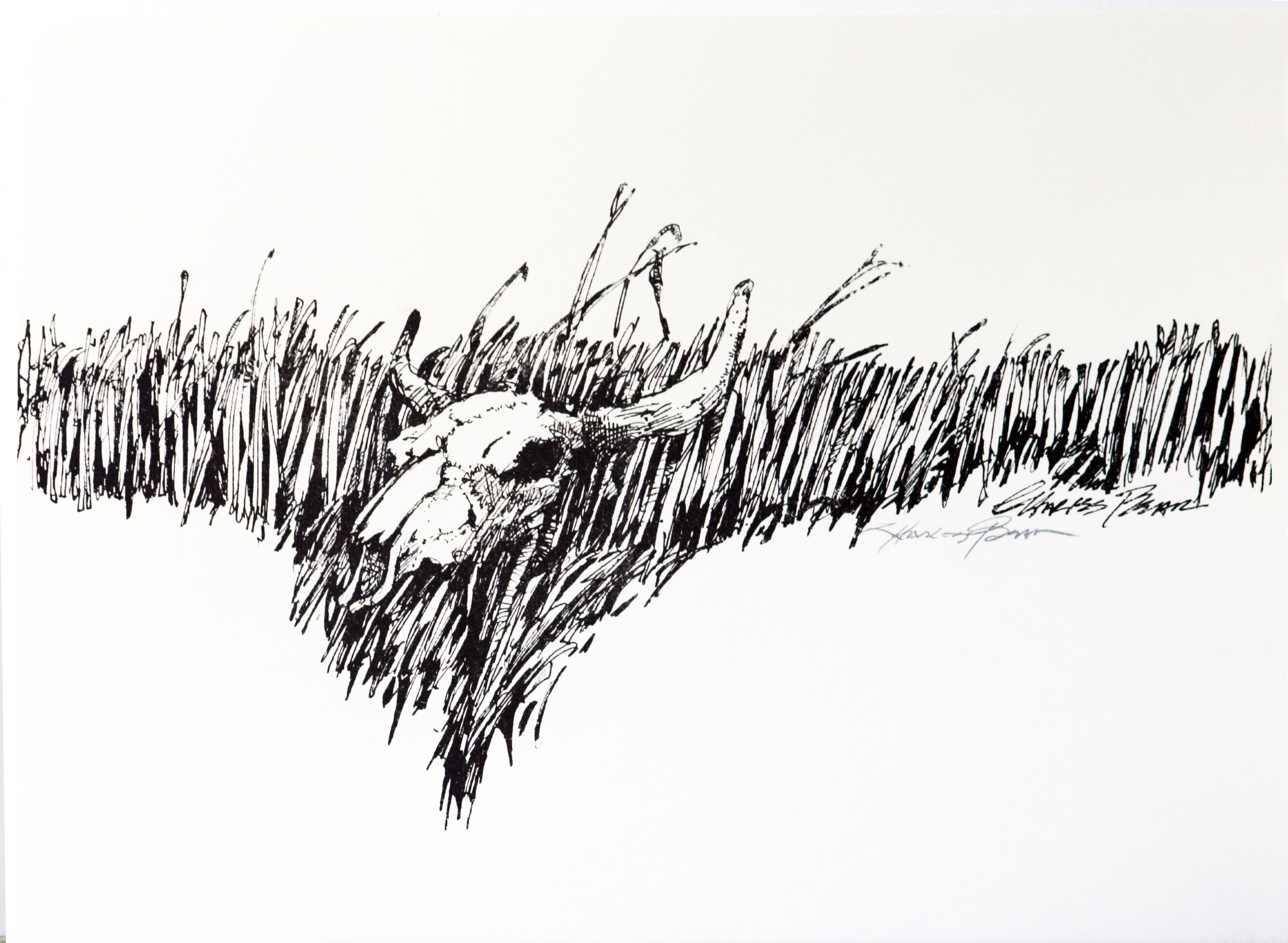 Untitled Skull in Grass