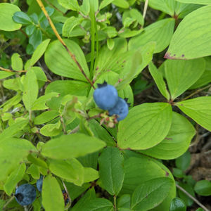 AI-Driven Environmental Risk Modeling