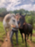 IMG_2062.jpeg