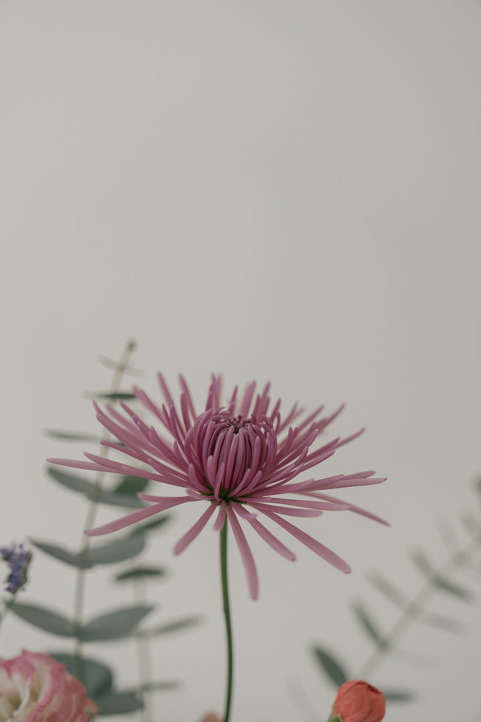 MarianaSerraRespiro � Alta1 (1).jpg