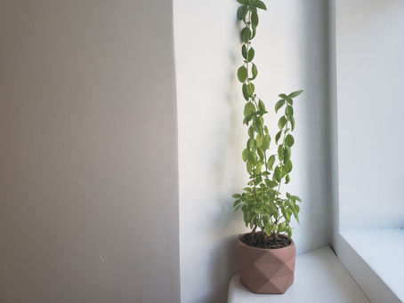 Success! This Woman's Pandemic Beanstalk Got So Tall That She Was Able to Rob the One Percent