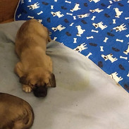 31 days old