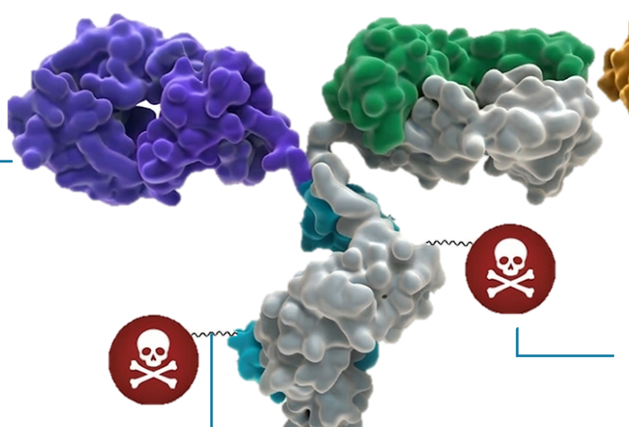 Antibody with cancer cell antigen bound. Drug payload connected to antibody through linker. Antibody-Drug Conjugate.