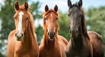 Nuevos Reglamentos FEC