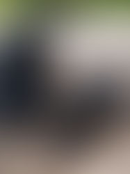 Why I Train My Dogs. And Why You Should Too.