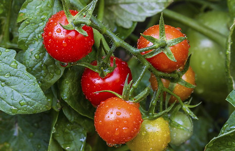 ortaggio_pomodori.jpg