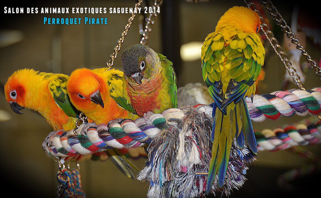Salon des animaux de l'UQAC 3ième