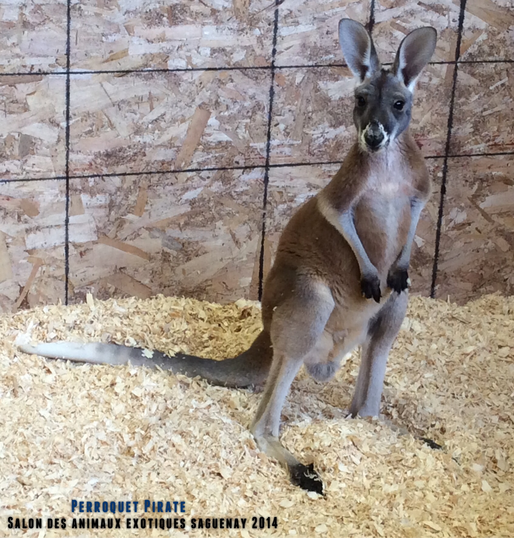 Salon des animaux de l'UQAC 3ième