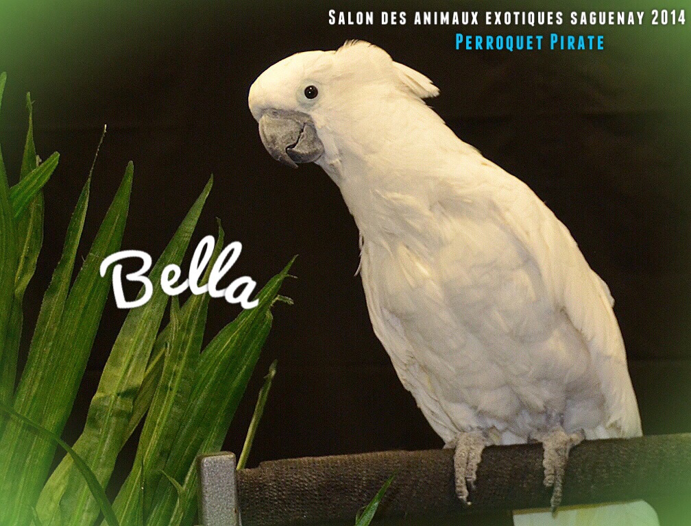 Salon des animaux de l'UQAC 3ième
