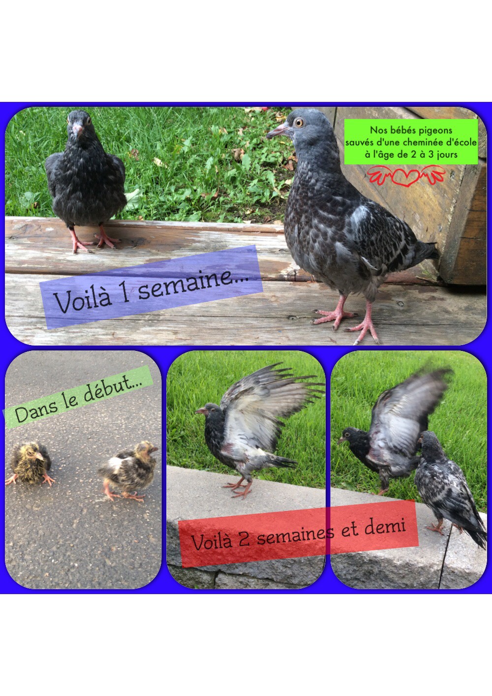 Sauvetage d'animaux