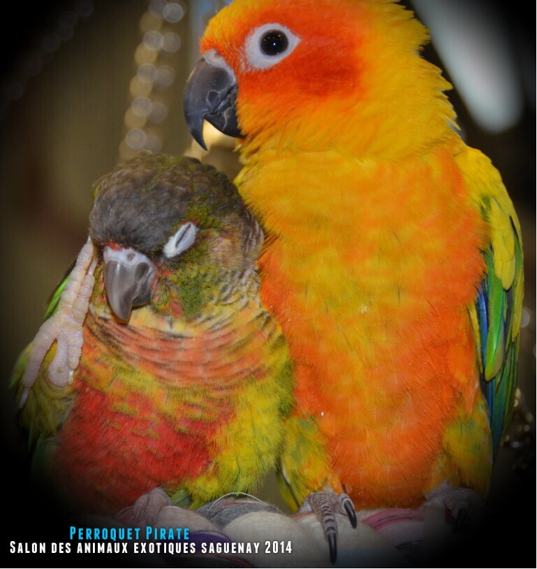 Salon des animaux de l'UQAC 3ième