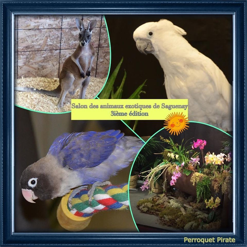 Salon des animaux exotiques de Saguenay 3ième édition