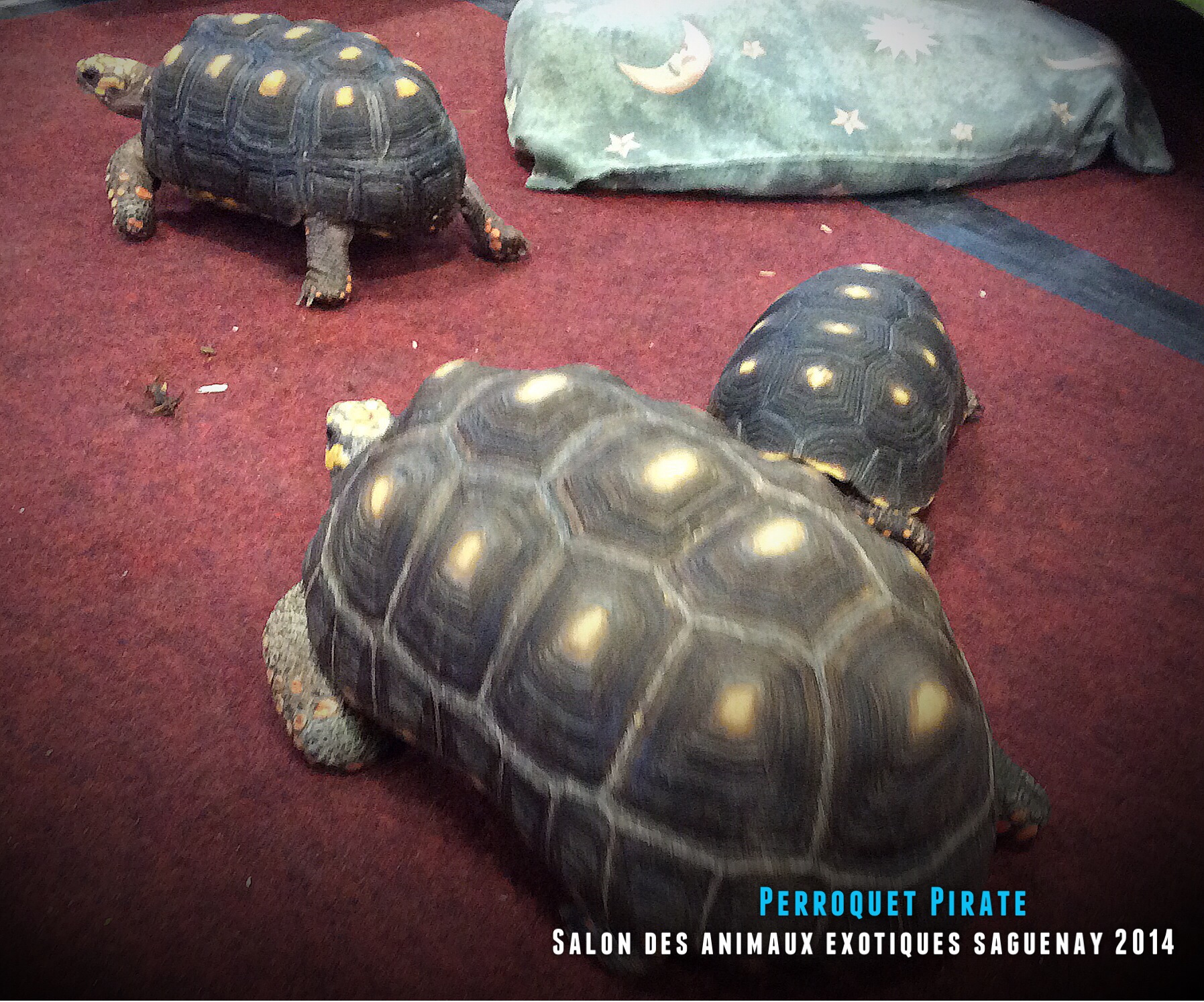 Salon des animaux de l'UQAC 3ième