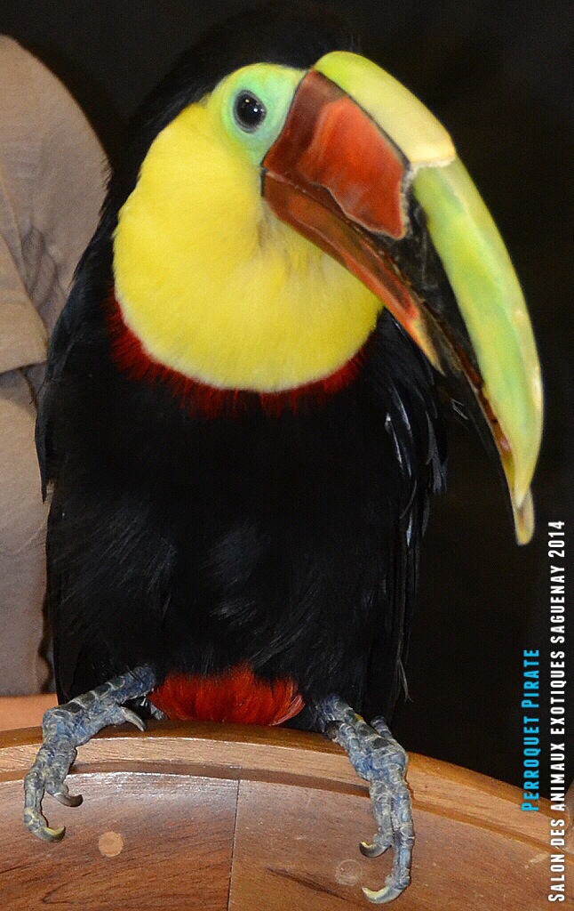 Salon des animaux de l'UQAC 3ième