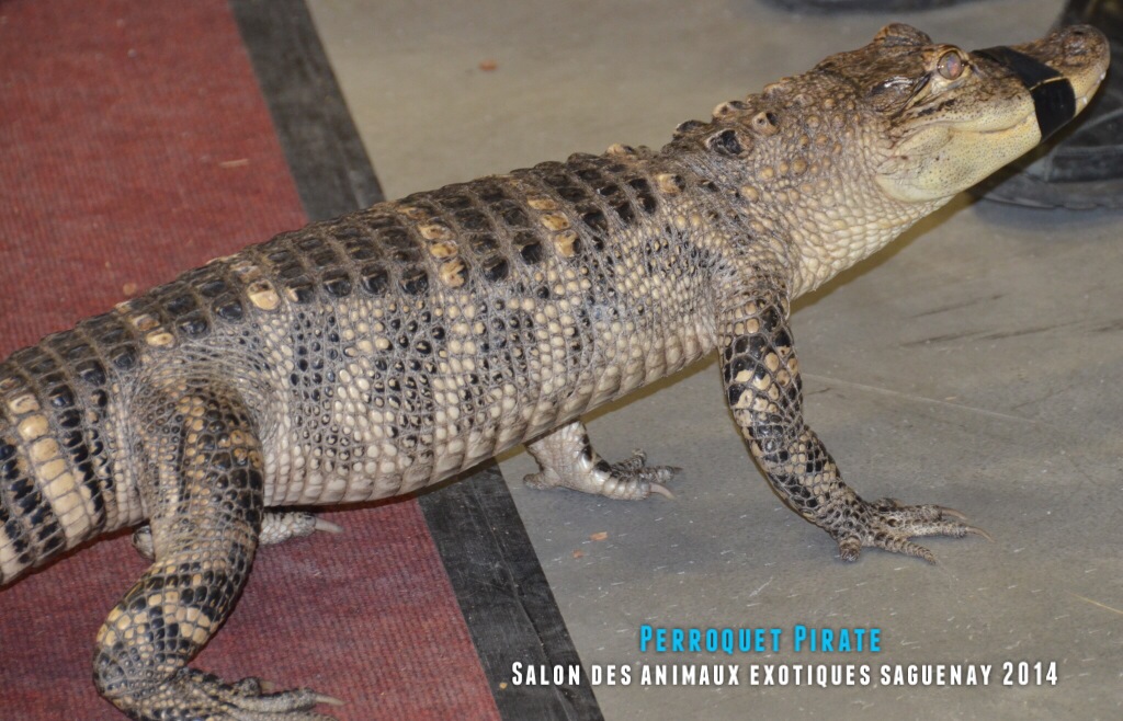 Salon des animaux de l'UQAC 3ième