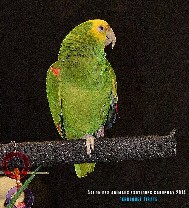 Salon des animaux de l'UQAC 3ième