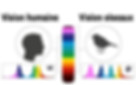 Comparatif de vision humaine et perroquet