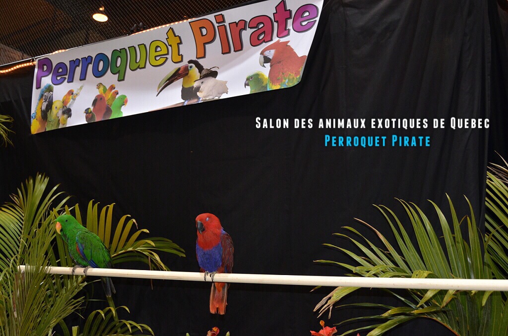 Salon des animaux de Québec 1e