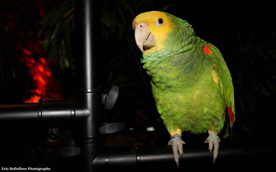 Salon des animaux de Québec 1e