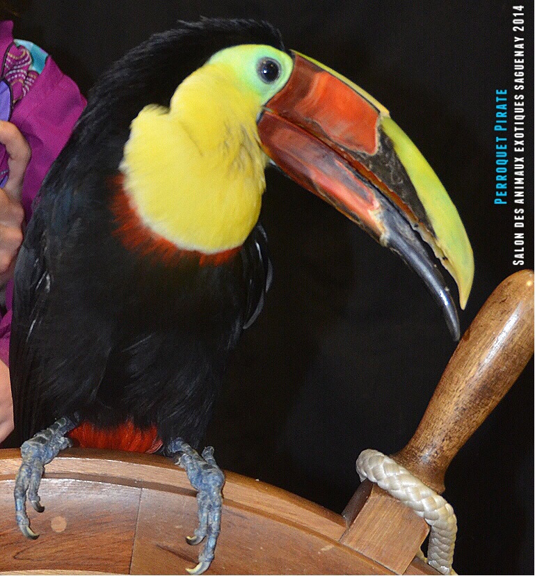 Salon des animaux de l'UQAC 3ième