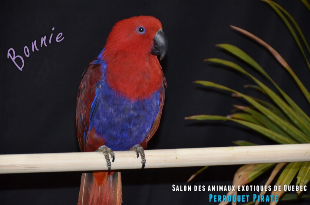 Salon des animaux de Québec 1e