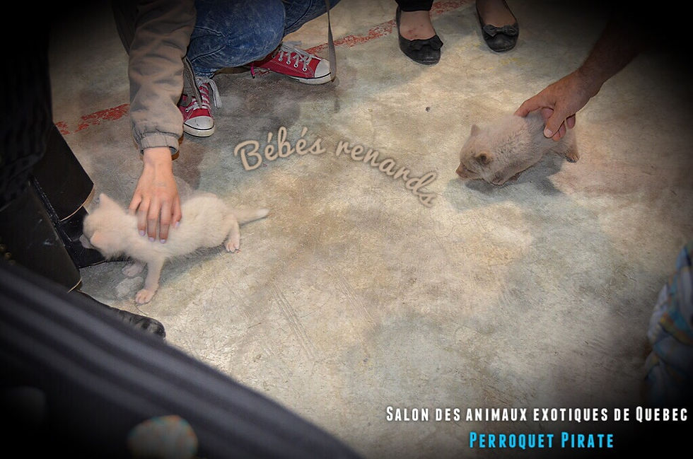 Salon des animaux de Québec 1e