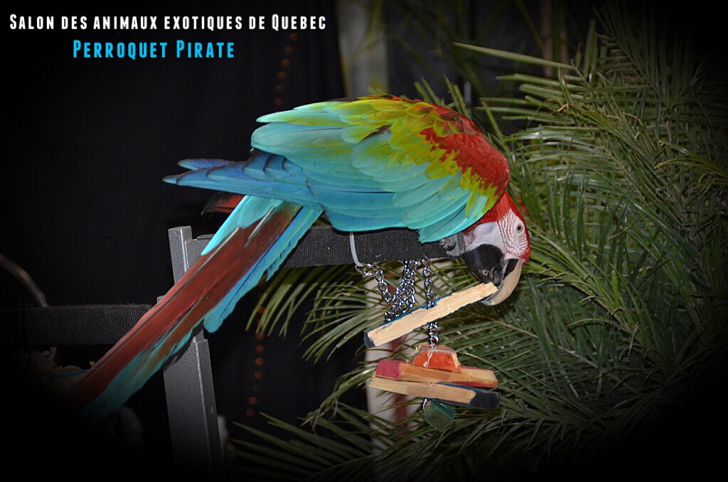 Salon des animaux de Québec 1e