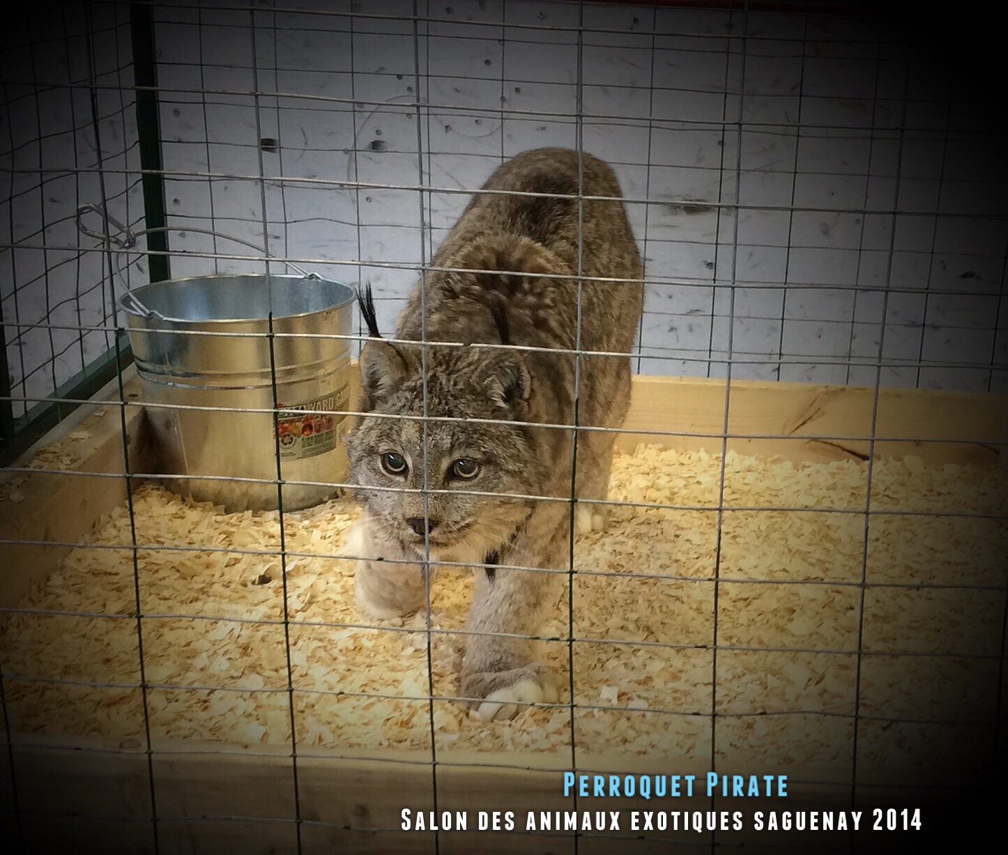 Salon des animaux de l'UQAC 3ième