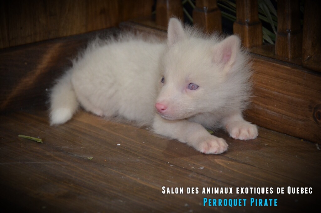 Salon des animaux de Québec 1e