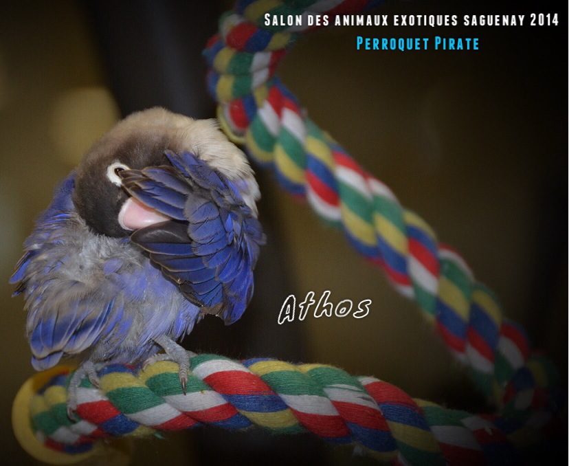 Salon des animaux de l'UQAC 3ième