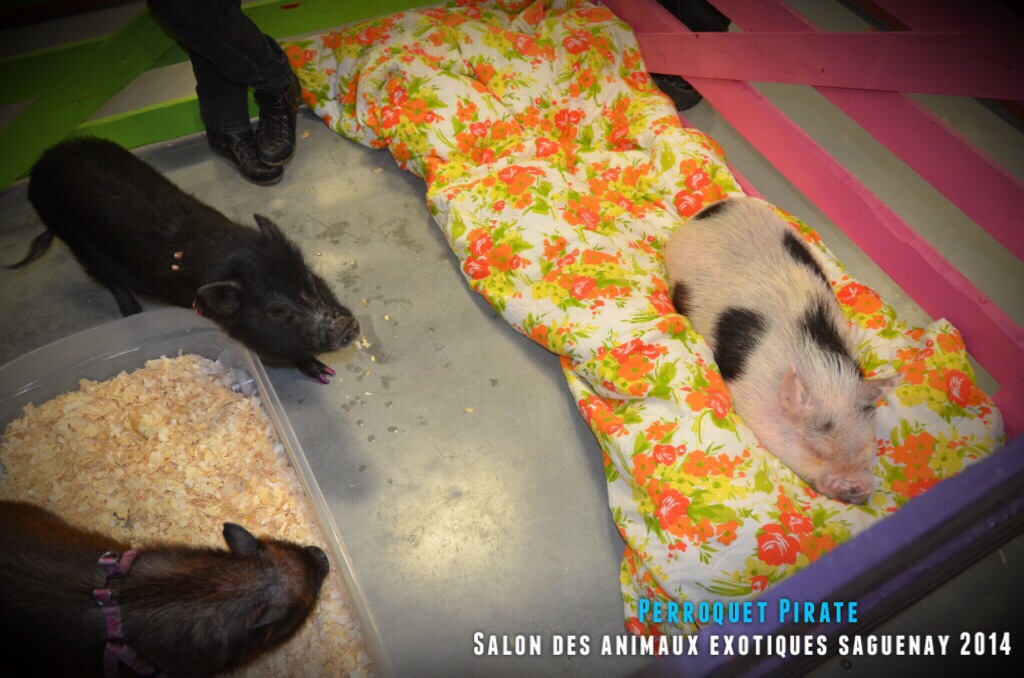 Salon des animaux de l'UQAC 3ième