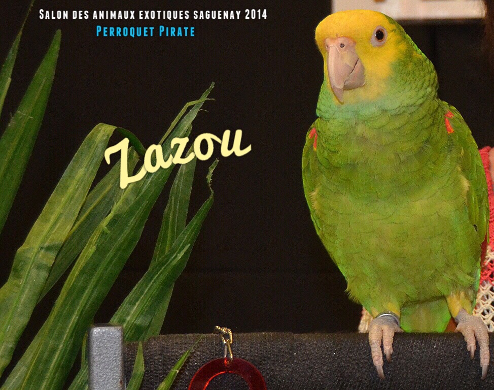 Salon des animaux de l'UQAC 3ième