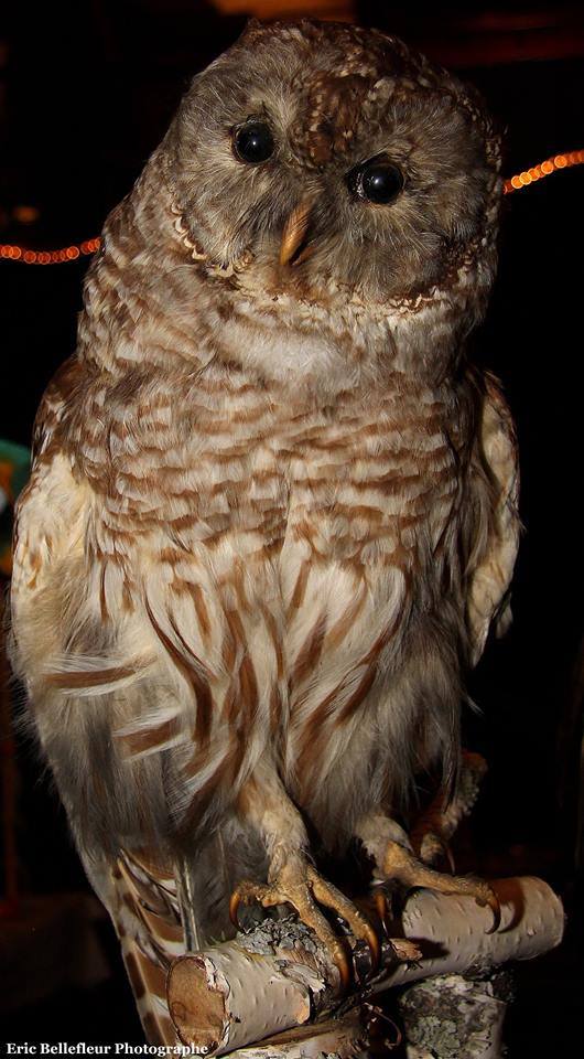 Salon des animaux de Québec 1e