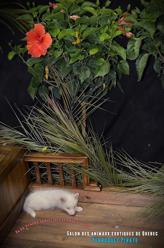 Salon des animaux de Québec 1e