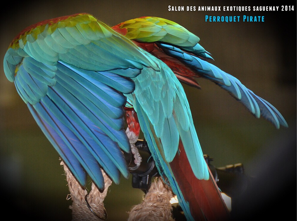 Salon des animaux de l'UQAC 3ième