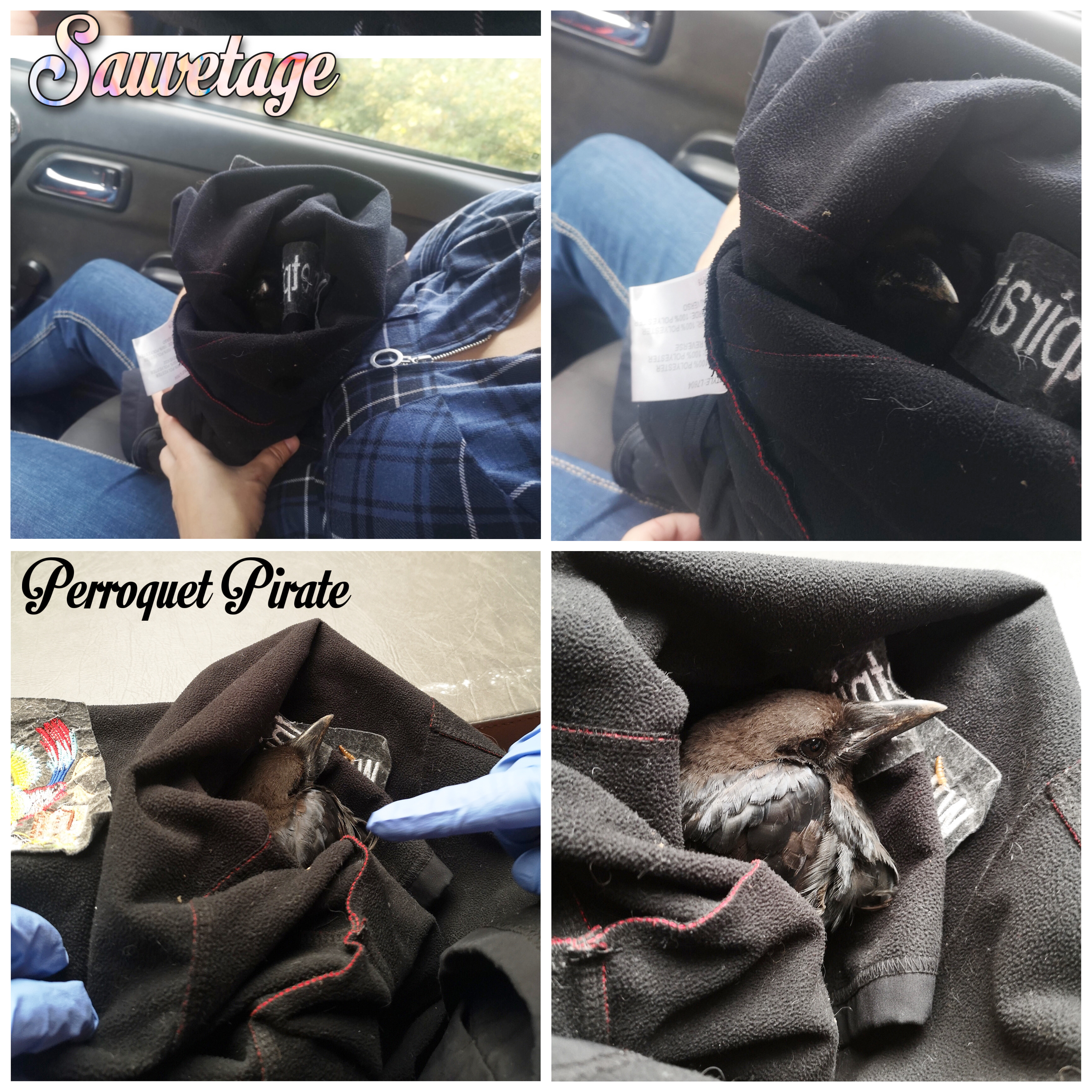 Sauvetage animaux