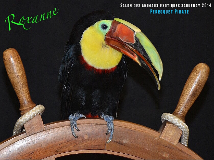 Salon des animaux de l'UQAC 3ième