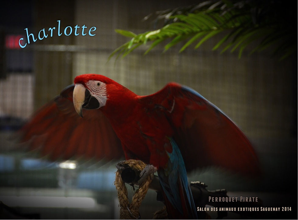 Salon des animaux de l'UQAC 3ième