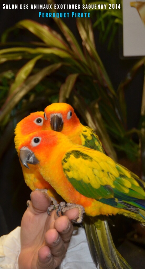 Salon des animaux de l'UQAC 3ième