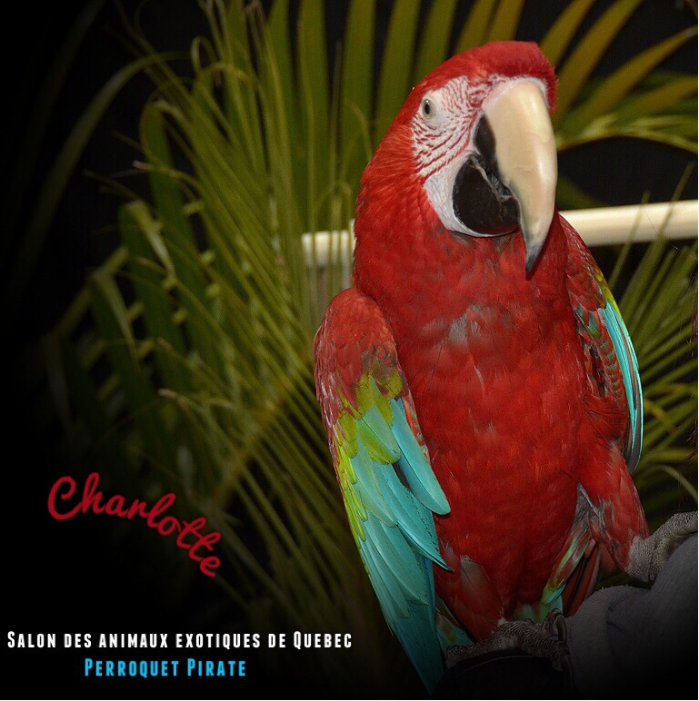 Salon des animaux de Québec 1e