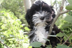 2013-04-27 Sadie - Chick - male Ace - updated pic 2013-08-07 003